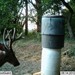 Hanke's Hunts Kansas Game Camera Photo