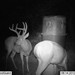 Hanke's Hunts Kansas Game Camera Photo