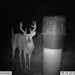 Hanke's Hunts Kansas Game Camera Photo