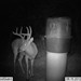 Hanke's Hunts Kansas Game Camera Photo