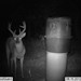 Hanke's Hunts Kansas Game Camera Photo