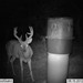 Hanke's Hunts Kansas Game Camera Photo