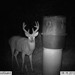 Hanke's Hunts Kansas Game Camera Photo