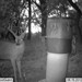 Hanke's Hunts Kansas Game Camera Photo