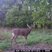 Hanke's Hunts Kansas Game Camera Photo