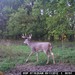 Hanke's Hunts Kansas Game Camera Photo