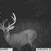 Hanke's Hunts Kansas Game Camera Photo