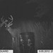 Hanke's Hunts Kansas Game Camera Photo