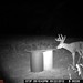 Hanke's Hunts Kansas Game Camera Photo