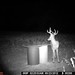 Hanke's Hunts Kansas Game Camera Photo