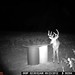 Hanke's Hunts Kansas Game Camera Photo