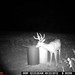 Hanke's Hunts Kansas Game Camera Photo