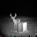 Hanke's Hunts Kansas Game Camera Photo