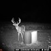 Hanke's Hunts Kansas Game Camera Photo