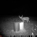 Hanke's Hunts Kansas Game Camera Photo