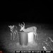 Hanke's Hunts Kansas Game Camera Photo