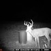 Hanke's Hunts Kansas Game Camera Photo