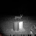 Hanke's Hunts Kansas Game Camera Photo