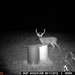 Hanke's Hunts Kansas Game Camera Photo