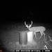 Hanke's Hunts Kansas Game Camera Photo