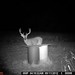 Hanke's Hunts Kansas Game Camera Photo