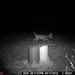 Hanke's Hunts Kansas Game Camera Photo