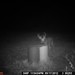 Hanke's Hunts Kansas Game Camera Photo