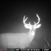 Hanke's Hunts Kansas Game Camera Photo