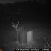 Hanke's Hunts Kansas Game Camera Photo