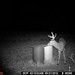 Hanke's Hunts Kansas Game Camera Photo