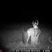 Hanke's Hunts Kansas Game Camera Photo