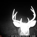 Hanke's Hunts Kansas Game Camera Photo