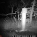 Hanke's Hunts Kansas Game Camera Photo