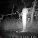 Hanke's Hunts Kansas Game Camera Photo