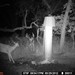 Hanke's Hunts Kansas Game Camera Photo