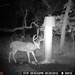 Hanke's Hunts Kansas Game Camera Photo