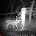 Hanke's Hunts Kansas Game Camera Photo