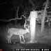 Hanke's Hunts Kansas Game Camera Photo