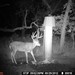 Hanke's Hunts Kansas Game Camera Photo