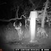 Hanke's Hunts Kansas Game Camera Photo