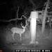 Hanke's Hunts Kansas Game Camera Photo