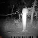 Hanke's Hunts Kansas Game Camera Photo