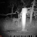 Hanke's Hunts Kansas Game Camera Photo