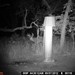 Hanke's Hunts Kansas Game Camera Photo