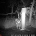 Hanke's Hunts Kansas Game Camera Photo