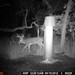 Hanke's Hunts Kansas Game Camera Photo