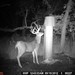 Hanke's Hunts Kansas Game Camera Photo