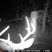 Hanke's Hunts Kansas Game Camera Photo