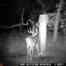 Hanke's Hunts Kansas Game Camera Photo