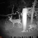 Hanke's Hunts Kansas Game Camera Photo